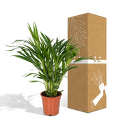 Dypsis lutescens, areca goudpalm, 60 cm hoog
