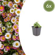 Erigeron karvinskianus