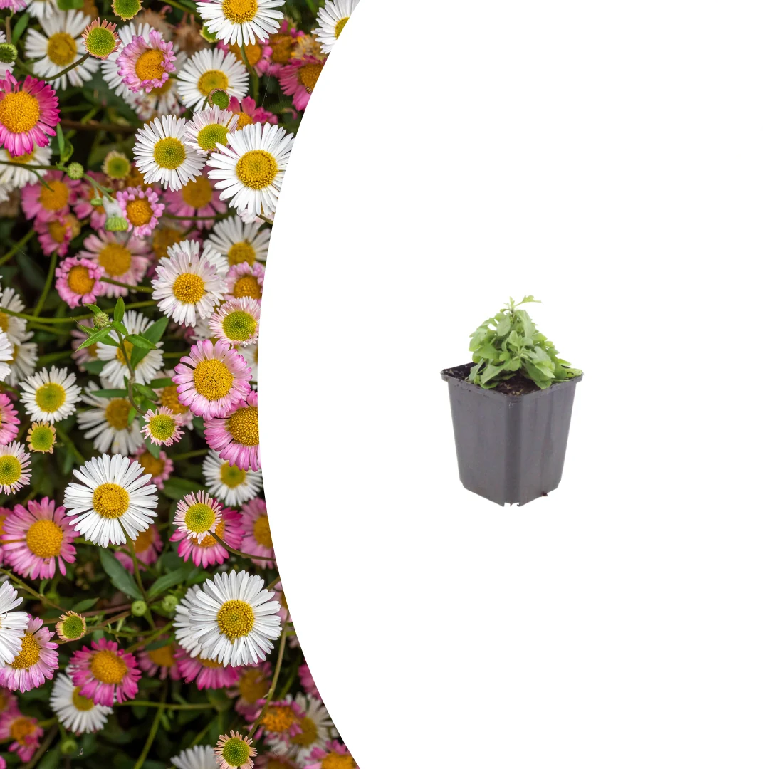 Erigeron karvinskianus, sierlijke plant