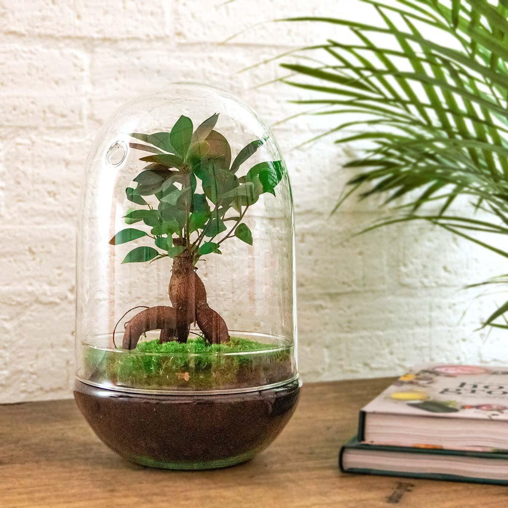 Productfoto van DIY Planten terrarium tweedelig bolglas - Egg XL Bonsai