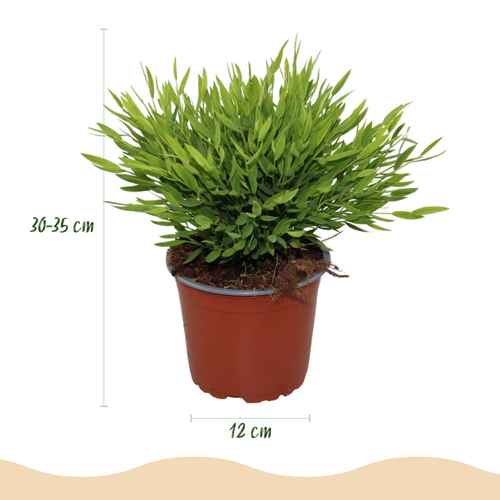 4x Pogonatherum Monica - Kamerbamboe - Met grijze pot