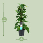 Detailfoto van Scindapsus (Epipremnum)