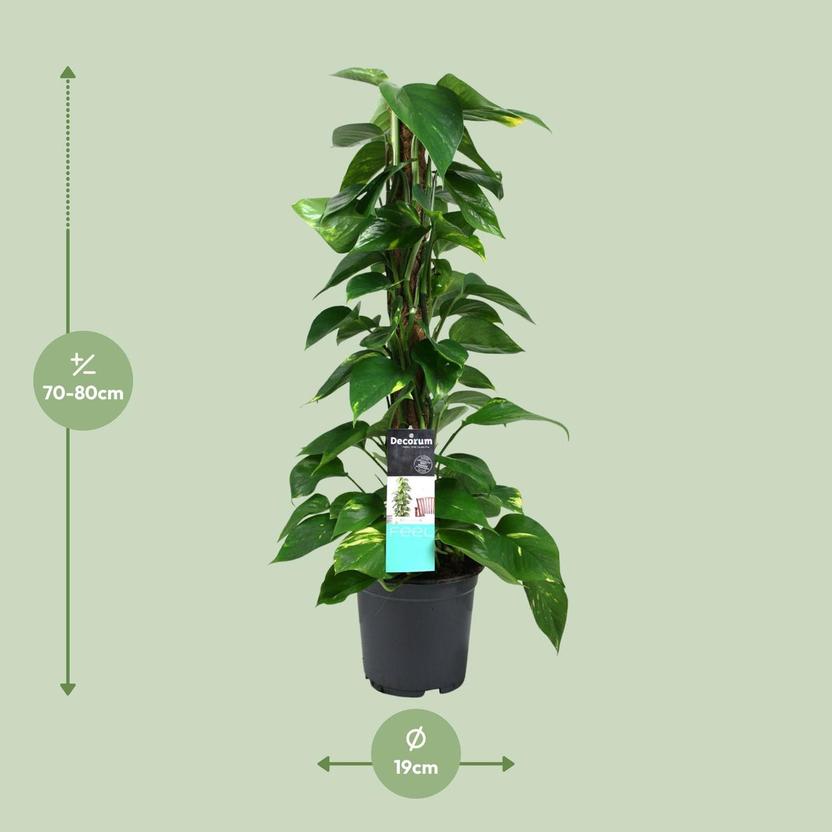 Detailfoto van Scindapsus (Epipremnum)