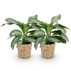 Aglaonema Silver Bay met mand, groene bladeren