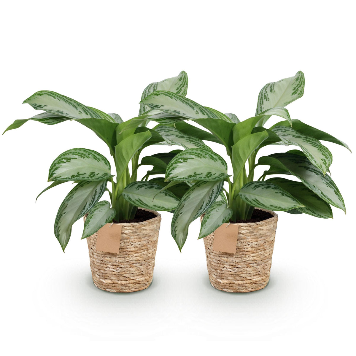 Aglaonema Silver Bay met mand, groene bladeren