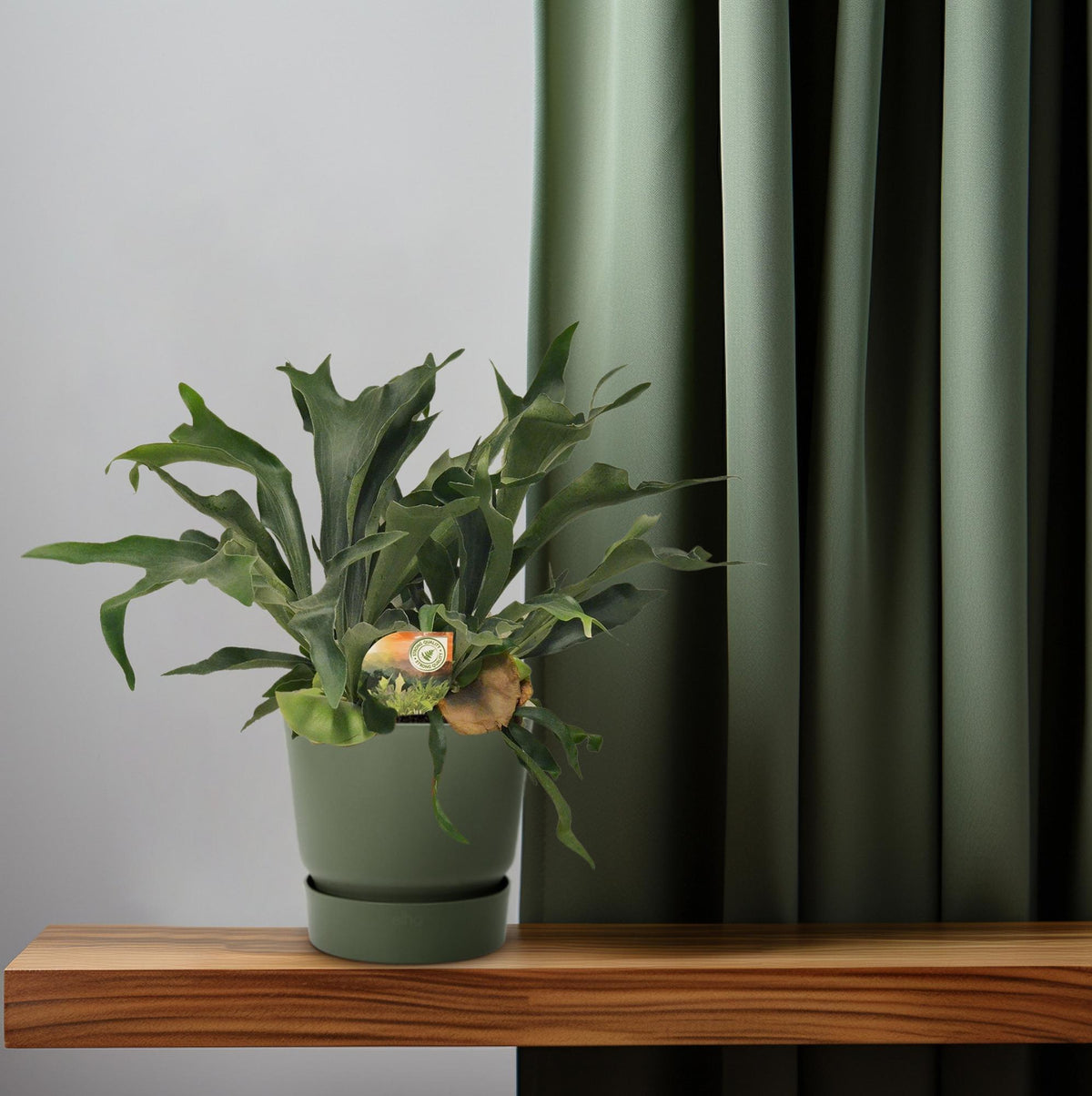 Productfoto van Platycerium Bifurcatum