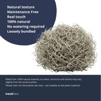 Tillandsia usneoides gedroogd, Spaans mos 1L voor decoratie, detail van het blad