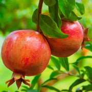 Granaatappelboom, fruitgewas voor de tuin
