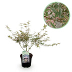 Japanse esdoorn Acer palmatum Iyoshi, kenmerkend blad