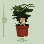 Detailfoto van Coffea Arabica