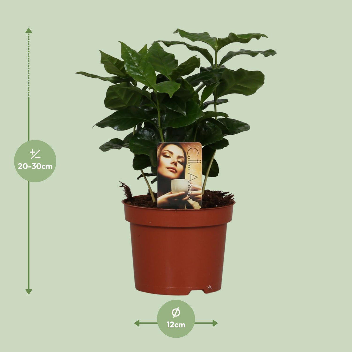 Detailfoto van Coffea Arabica