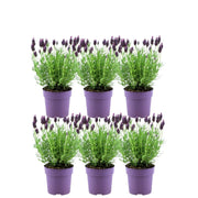 Franse lavendel Anouk, set van 6 planten
