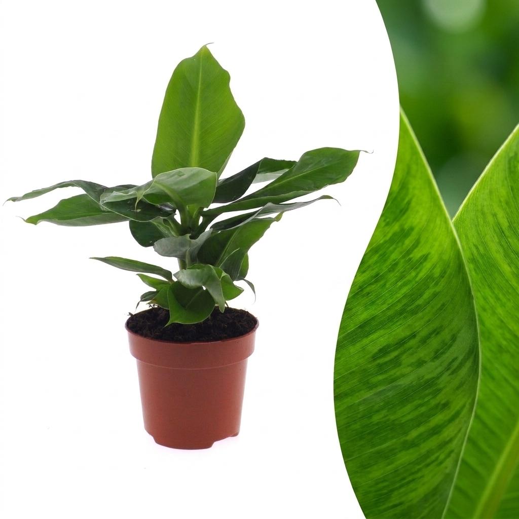 Musa Oriental Dwarf - Dwergbanaan, detail van het blad