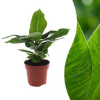 Musa Oriental Dwarf - Dwergbanaan, detail van het blad