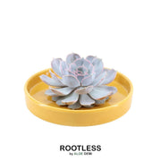 ROOTLESS Succulent Echeveria Lilacina in schaal &