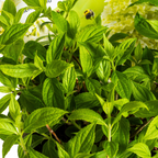 Productafbeelding van Pureplant
