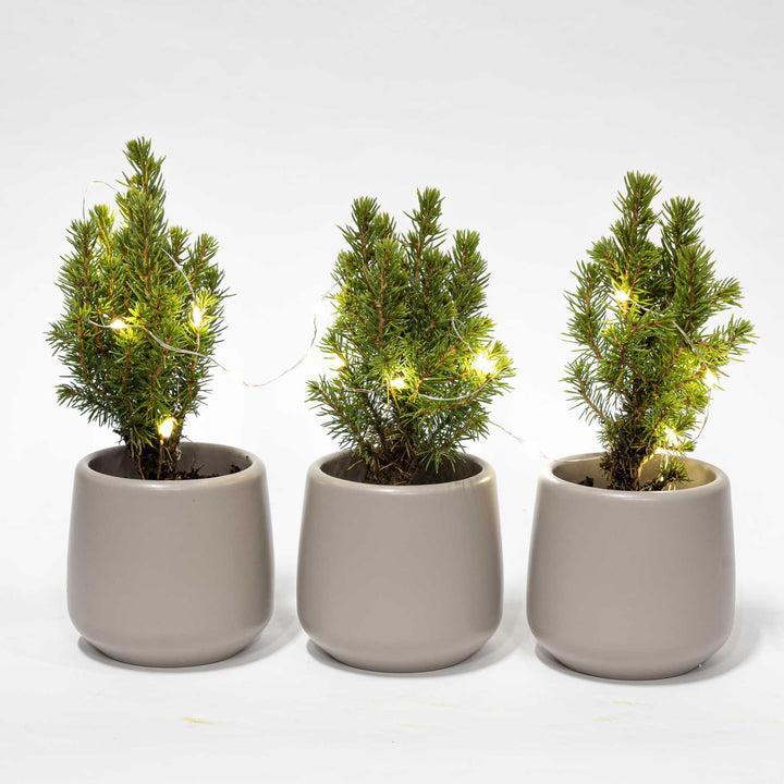 Mini-kerstboompjes, set van 3 in pot Joey met 20 ledlampjes