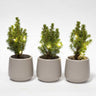 Mini-kerstboompjes, set van 3 in pot Joey met 20 ledlampjes
