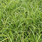Carex morrowii &