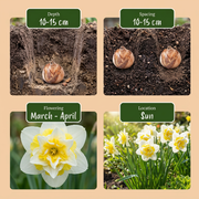 Dubbele narcis &