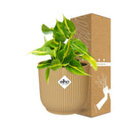 Detailfoto van Philodendron Scandens ‘Brasil’ in ELHO Vibes Fold 14cm geel