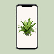 Asplenium Antiquum Osaka