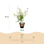 Productafbeelding van Pureplant