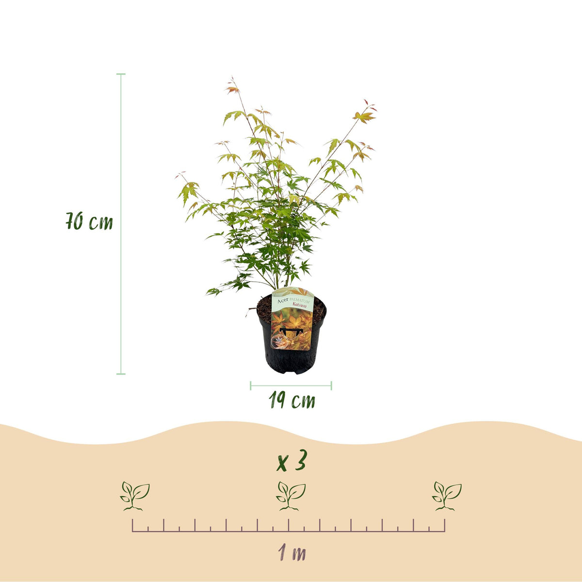 Productafbeelding van Pureplant
