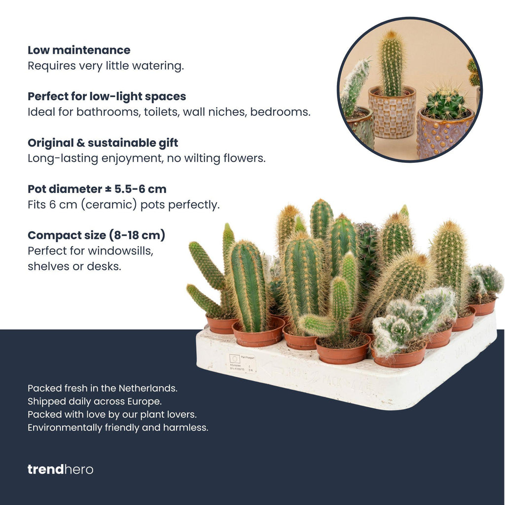 Cactus Set van 6 in Keramische Mini Potjes San Juan, groeiwijze van de plant