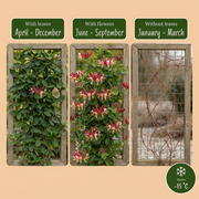 Lonicera japonica &