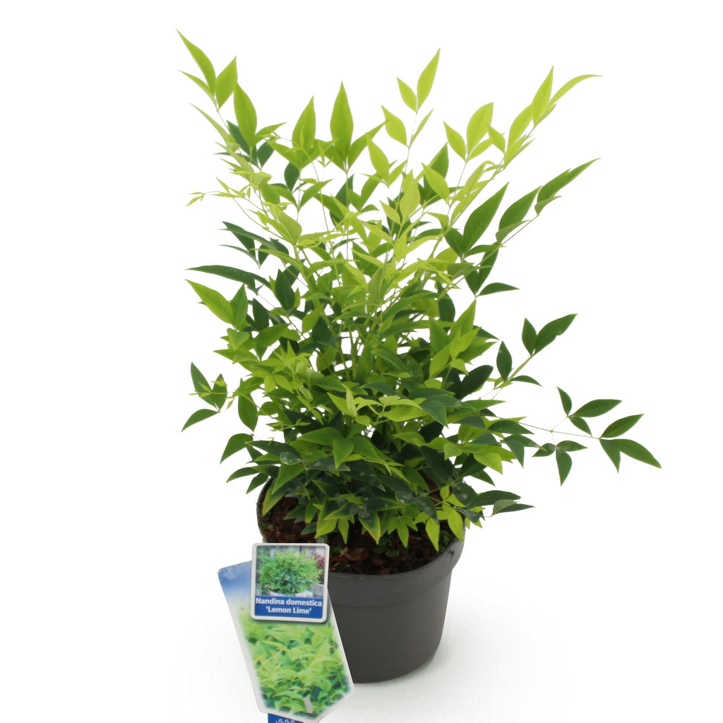Nandina Lemon & Lime, kenmerkend blad