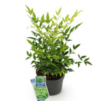 Nandina Lemon & Lime, kenmerkend blad
