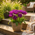 Tulp Double Lilac, plant in pot