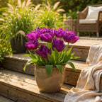 Tulp Double Lilac, plant in pot