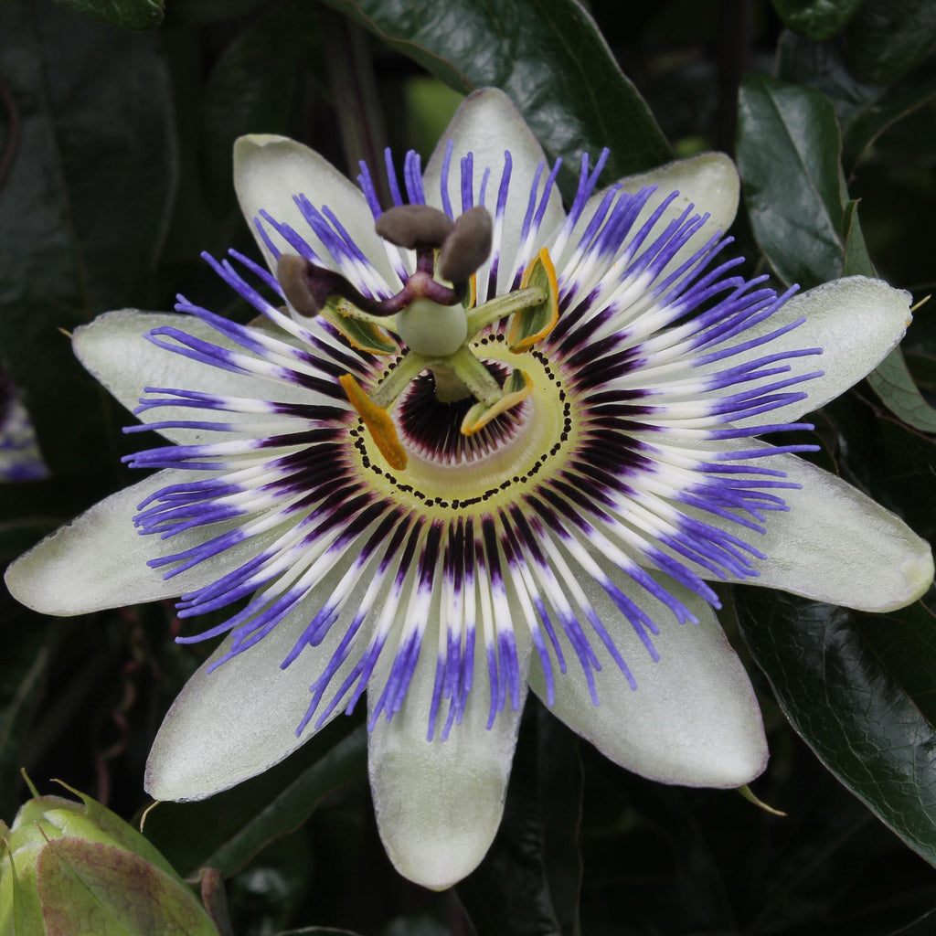 Productfoto van Passiflora Blauw caerulea