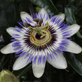 Productfoto van Passiflora Blauw caerulea