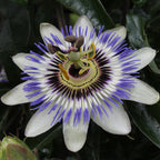 Productfoto van Passiflora Blauw caerulea