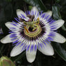Passiflora Blauw caerulea