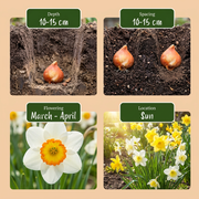 Narcissen mix bloembollen, diverse kleuren, foto 4