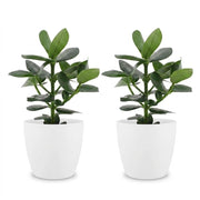 Clusia Princess met witte pot
