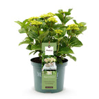 Hortensia Hydrangea Magical Nobless, kenmerkend blad