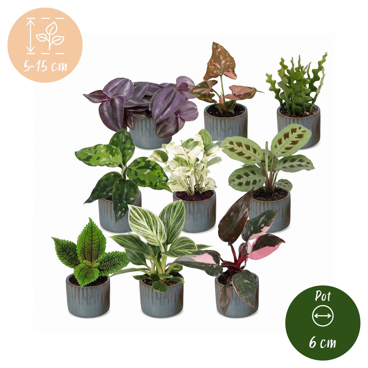 9x Baby Plants Surprise Box - Verrassingsbox kleine planten - Diversen - Tropisch - incl. Linnea Misty Blue - Ø6cm - ↕5-15cm, gezonde plant