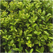Ilex crenata &