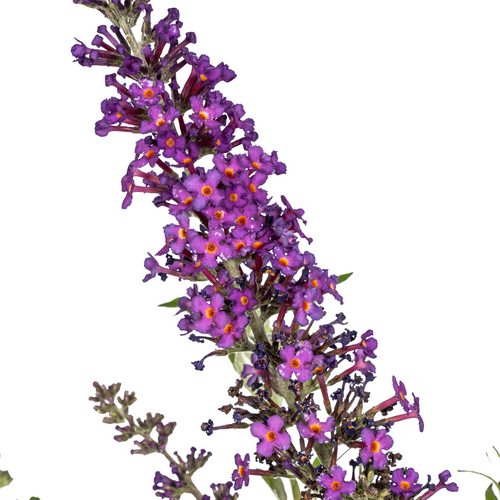 Buddleja Davidii Purple, detail van het blad