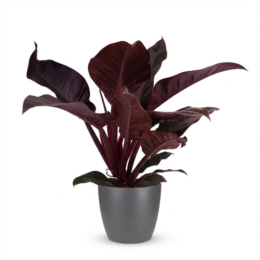 Philodendron Imperial Red met grijze pot, detail van het blad