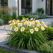 Daglelie Arctic Snow kopen, met crème bloemen