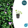 12x Vinca major