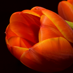 Tulpenbollen Dafeng, oranje grootbloemige tulp, 20 stuks, groene bladeren