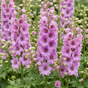 Ridderspoor (P) Astolat, met roze bloemen (12x)