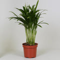 Productfoto van Areca Dypsis